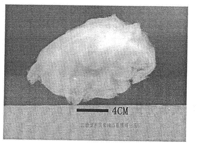 Method for preparing thin-diameter zirconium oxide fibers and fiber board thereof