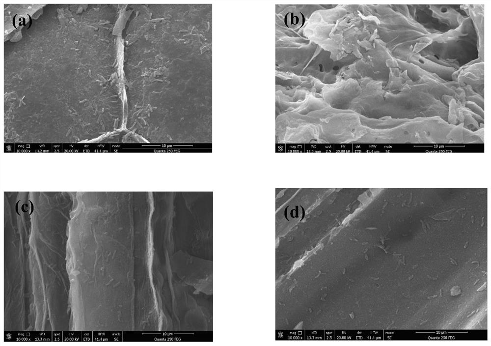 Preparation method and application of biochar immobilized denitrifying bacteria for rapidly removing nitrate in water body