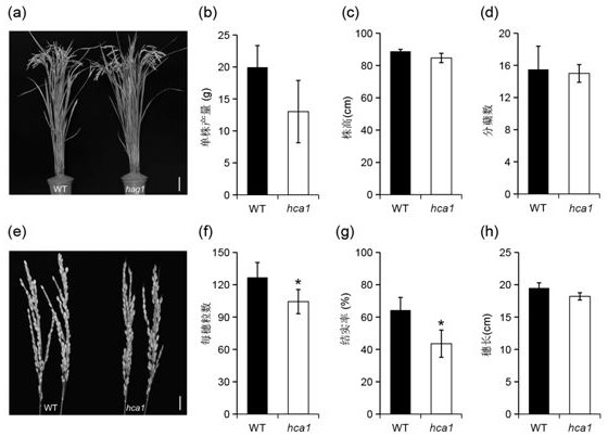 Mutant gene OsABCC1 for regulating and controlling cadmium and arsenic accumulation of rice and application of mutant gene OsABCC1