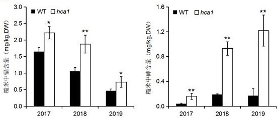 Mutant gene OsABCC1 for regulating and controlling cadmium and arsenic accumulation of rice and application of mutant gene OsABCC1