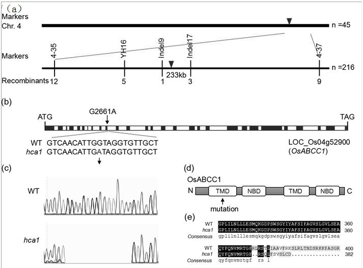 Mutant gene OsABCC1 for regulating and controlling cadmium and arsenic accumulation of rice and application of mutant gene OsABCC1