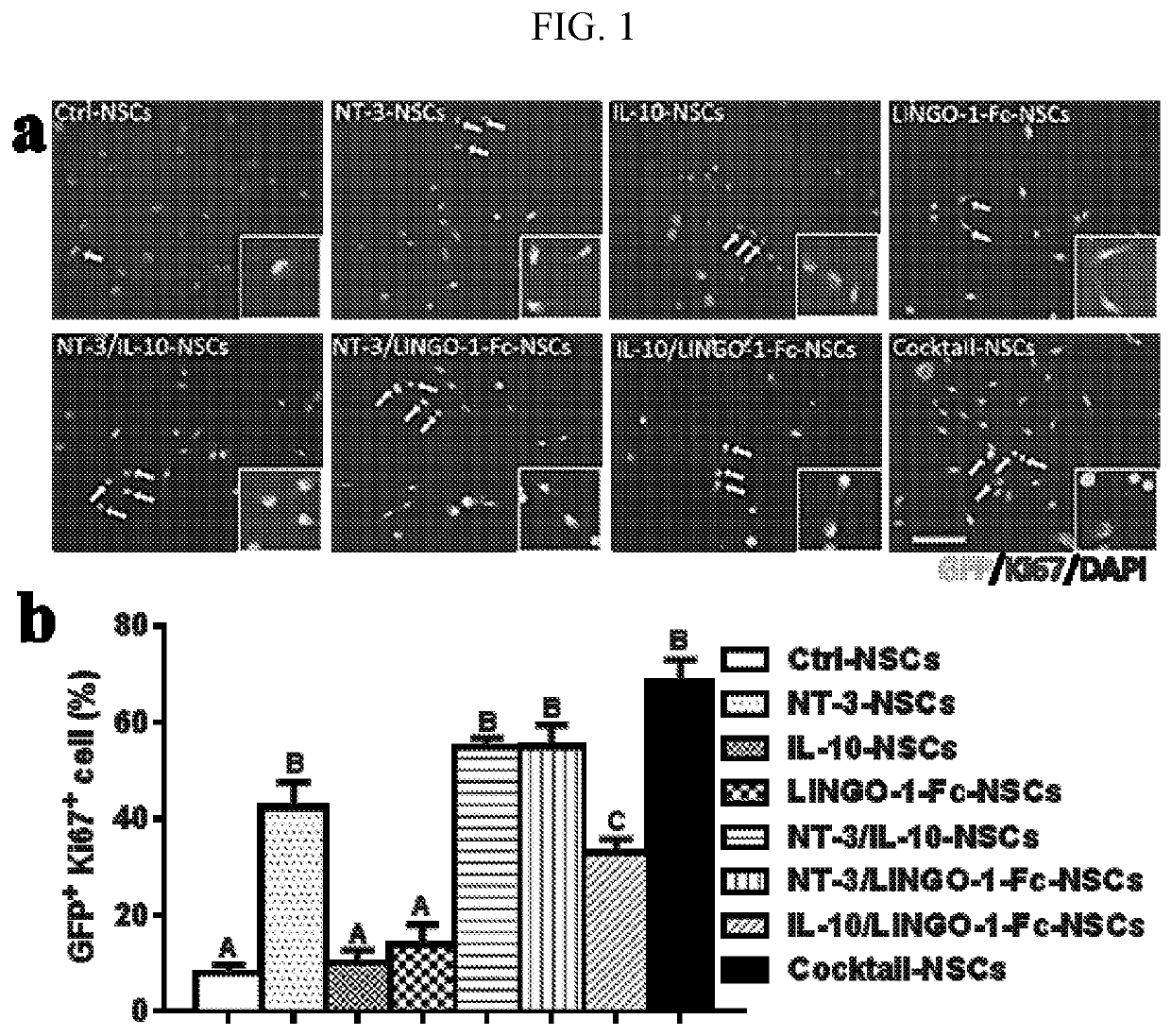 A triple-effect cocktail produced by neural stem cells as a novel neurorepair therapy for chronic stage CNS autoimmunity