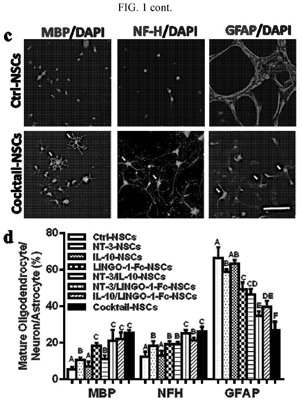 A triple-effect cocktail produced by neural stem cells as a novel neurorepair therapy for chronic stage CNS autoimmunity