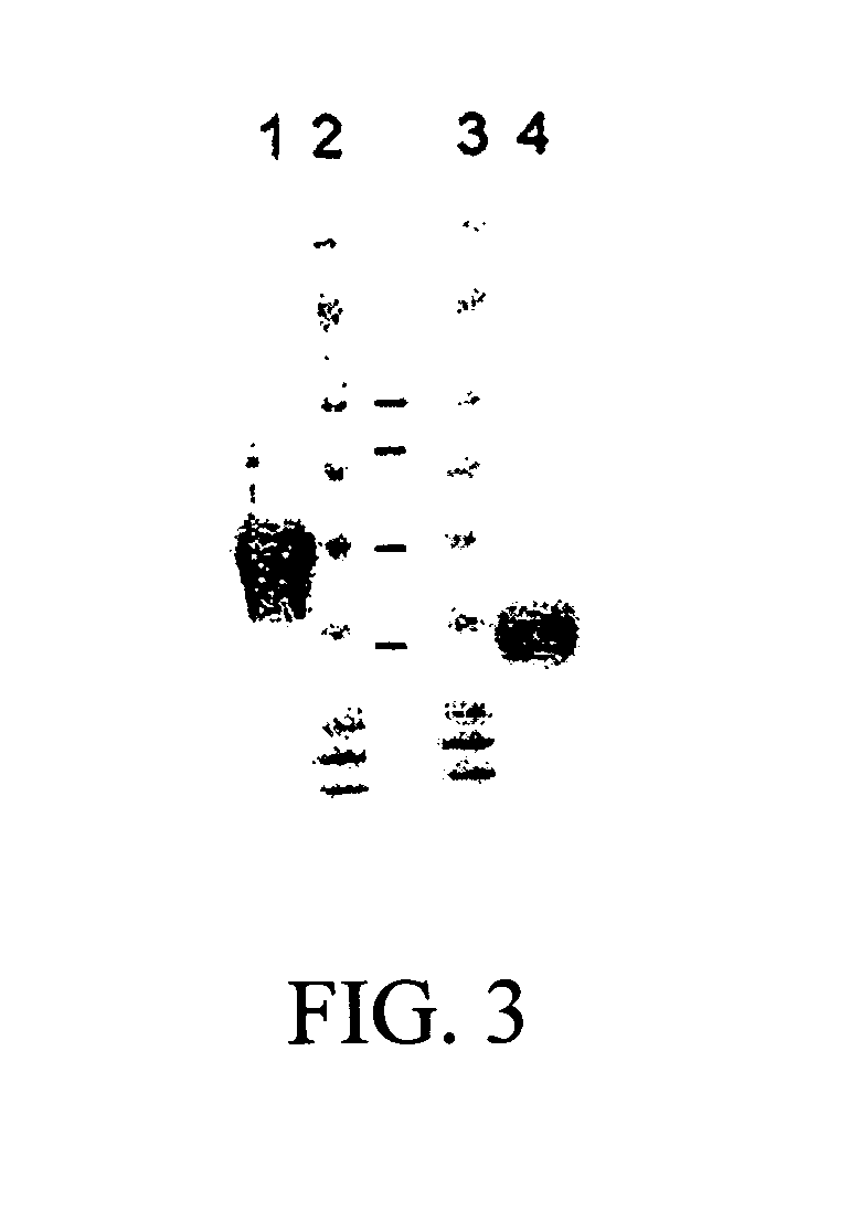 Identification and engineering of antibodies with variant Fc regions and methods of using same