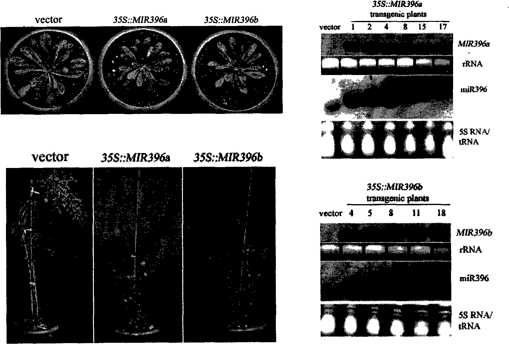 Use of Arabidopsis miR396 micromolecule