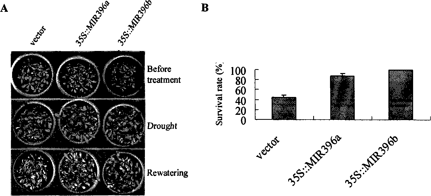 Use of Arabidopsis miR396 micromolecule