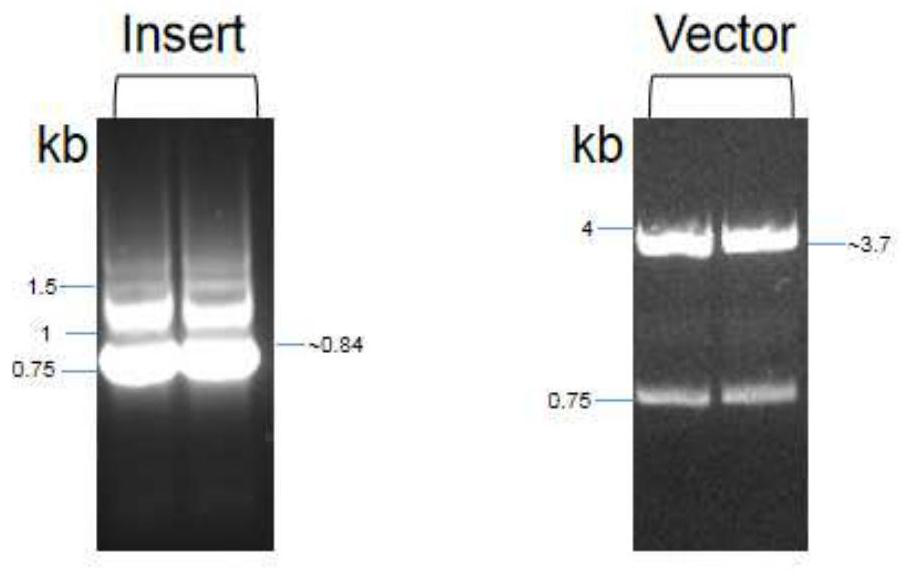 Phagemid vector construction method for constructing phage antibody library and antibody screening method