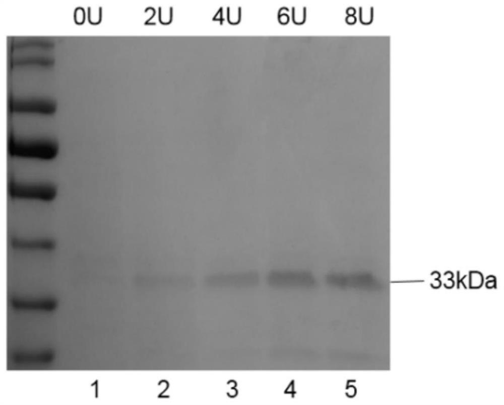 Phagemid vector construction method for constructing phage antibody library and antibody screening method