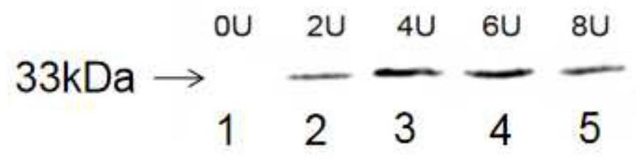 Phagemid vector construction method for constructing phage antibody library and antibody screening method