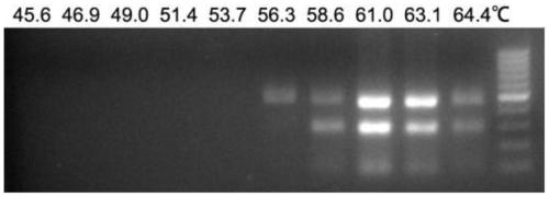 PCV2-PRV (porcine circovirus type 2-porcine pseudorabies virus) two-temperature type double PCR (polymerase chain reaction) detection primers and diagnosis method thereof