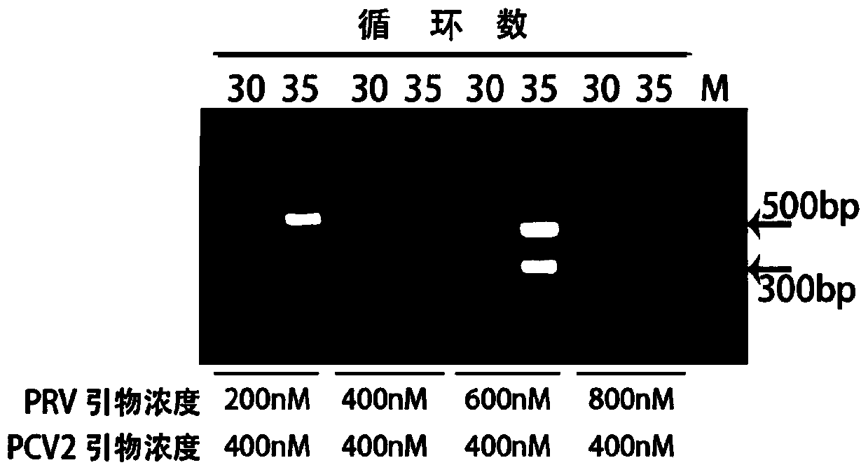 PCV2-PRV (porcine circovirus type 2-porcine pseudorabies virus) two-temperature type double PCR (polymerase chain reaction) detection primers and diagnosis method thereof