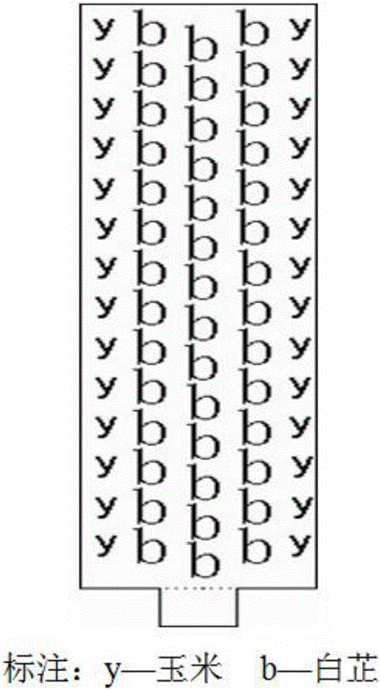 Method for preventing and controlling water and soil loss of sloping field by intercropping corn and angelica dahurica