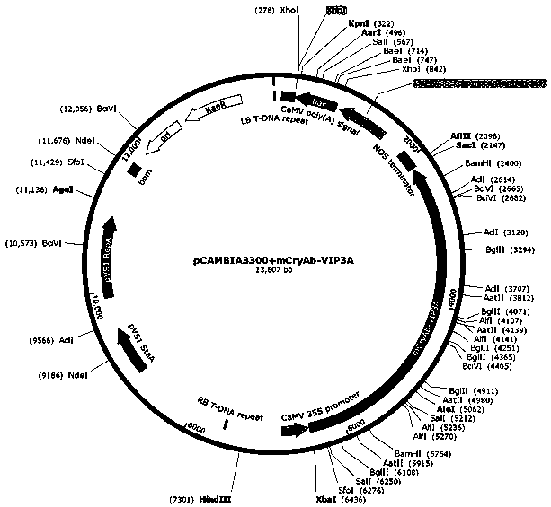 Insect-resistant fusion gene mCryAb-VIP3A for coding insecticidal protein and expression vector and application thereof