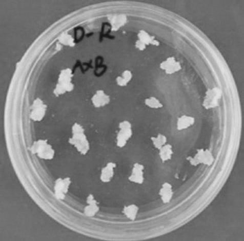 Insect-resistant fusion gene mCryAb-VIP3A for coding insecticidal protein and expression vector and application thereof