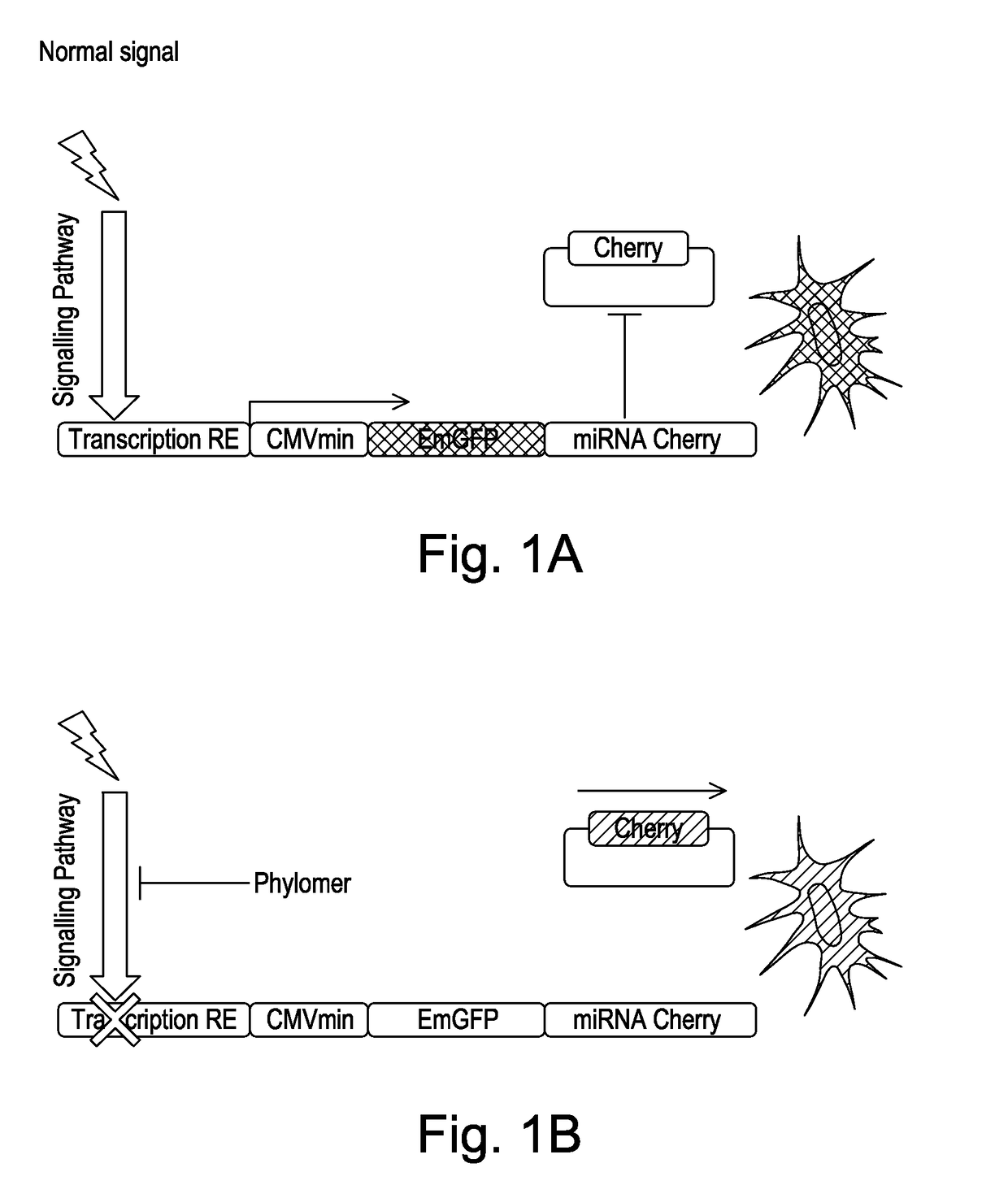 A Method of Screening for Modulation of Cell Signalling Pathways