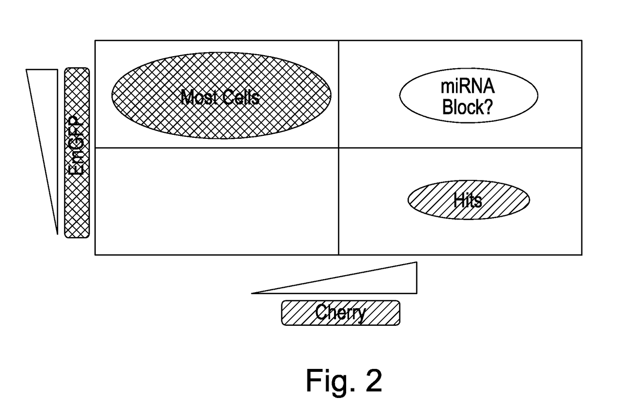 A Method of Screening for Modulation of Cell Signalling Pathways