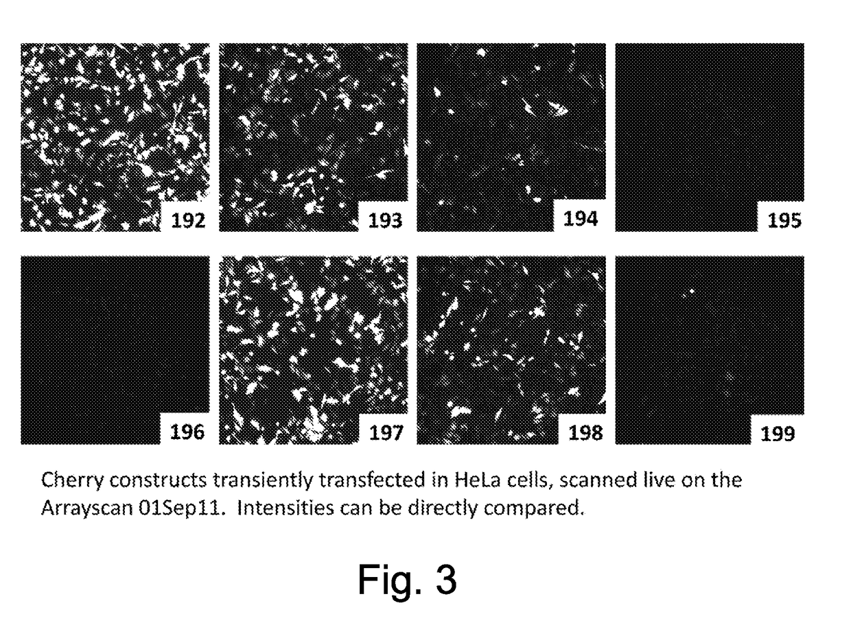 A Method of Screening for Modulation of Cell Signalling Pathways