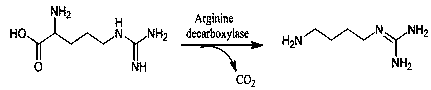 Method using thallus whole cells to catalyze arginine to convert into agmatine