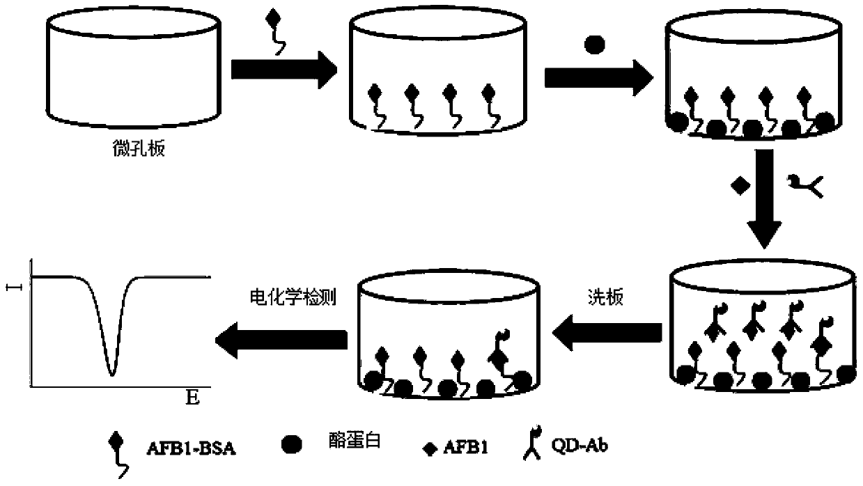 Method for quickly detecting aflatoxin B1 by PbS quantum dot