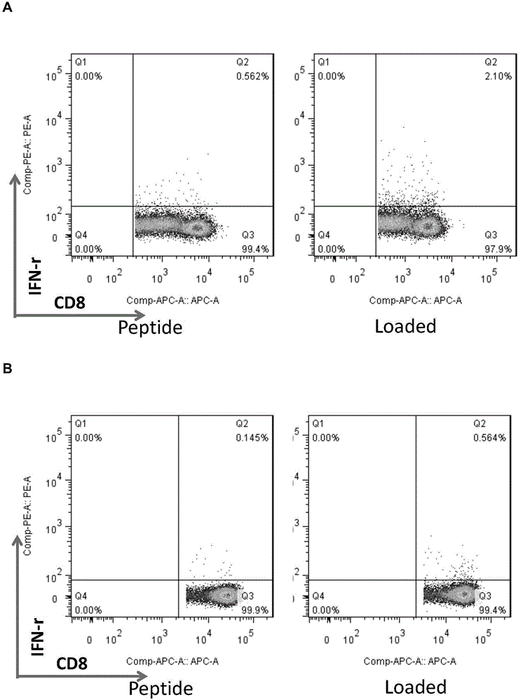 Anti-tumor associated antigen WT1 specificity CTL and preparation method thereof