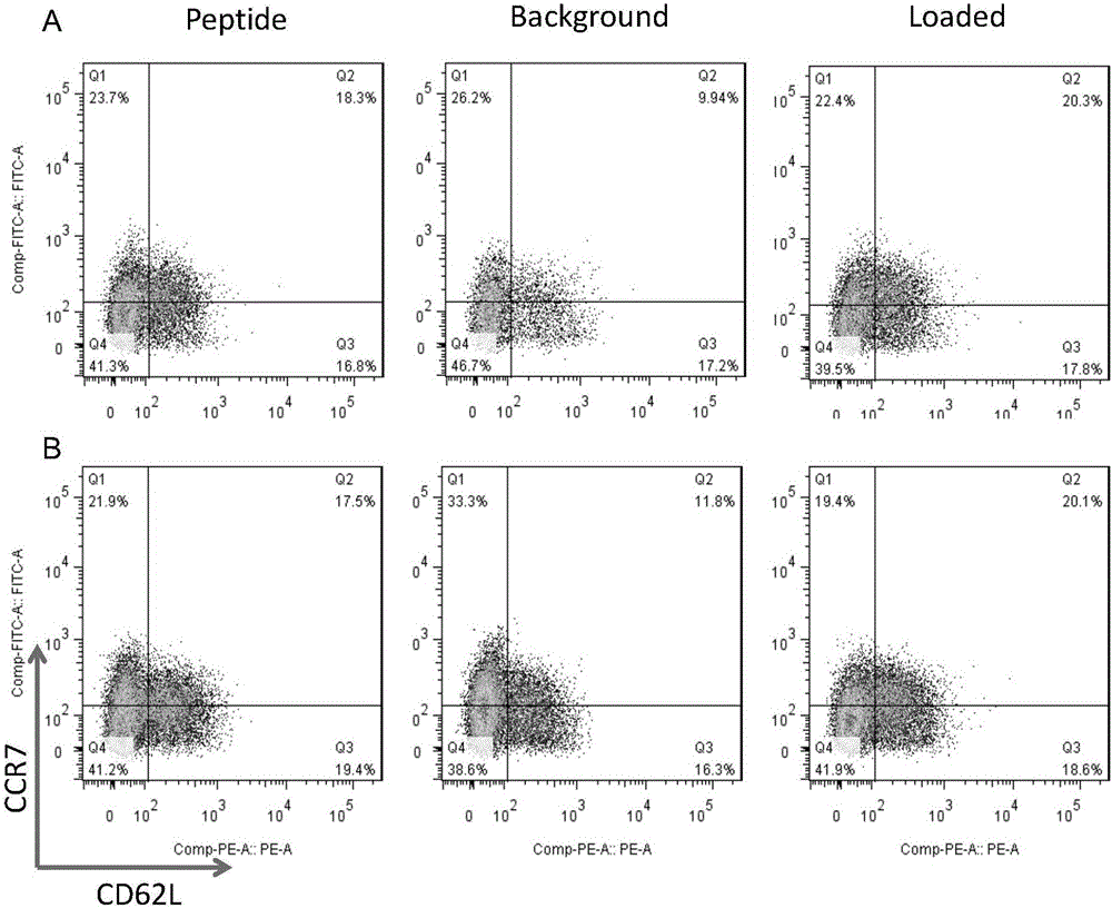 Anti-tumor associated antigen WT1 specificity CTL and preparation method thereof