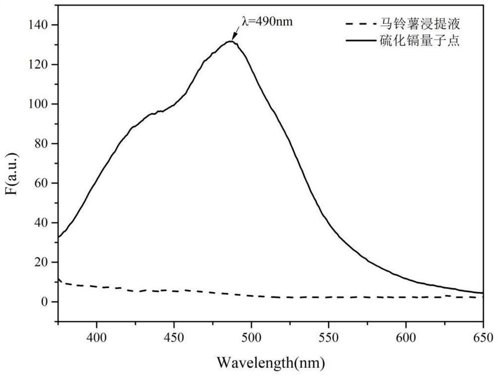 Cadmium sulfide quantum dot and preparation method thereof