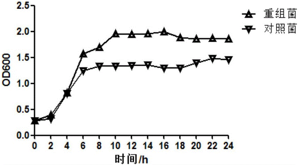 GAD gene for increasing stress tolerance of lactic acid bacteria and application thereof