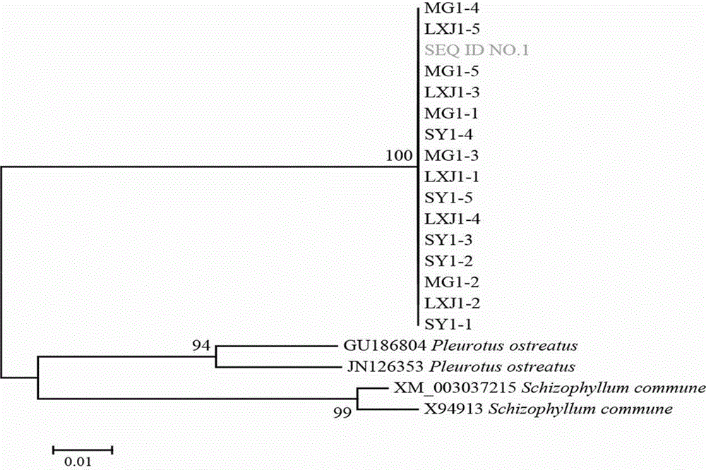 DNA (deoxyribonucleic acid) barcode reference gene of trogia venenata and application of DNA barcode reference gene of trogia venenata