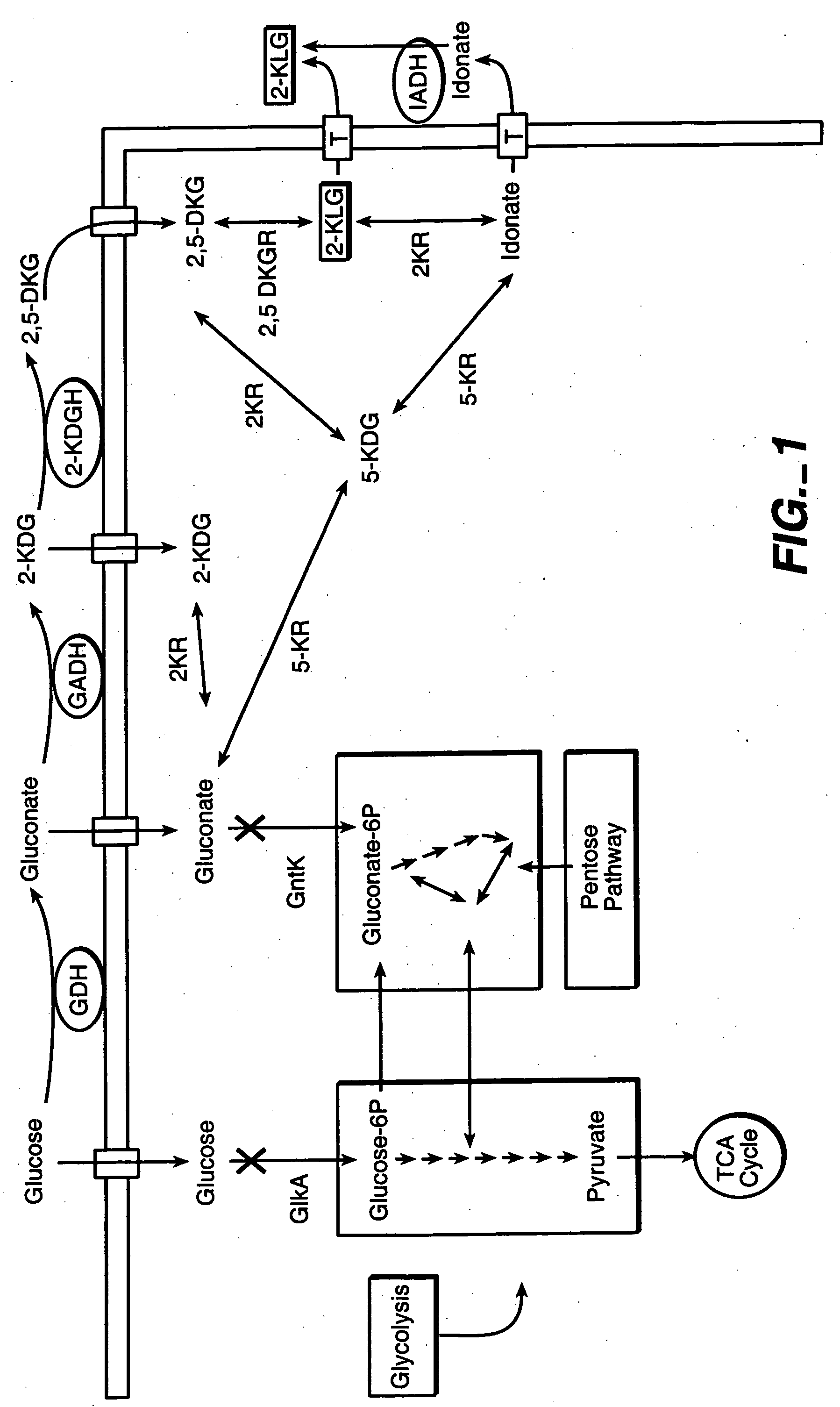 Methods for the production of products in host cells