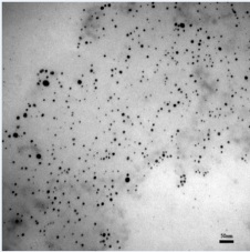 Low-silver-content fish scale gelatin-agar-Ag NPs composite film as well as preparation method and application thereof