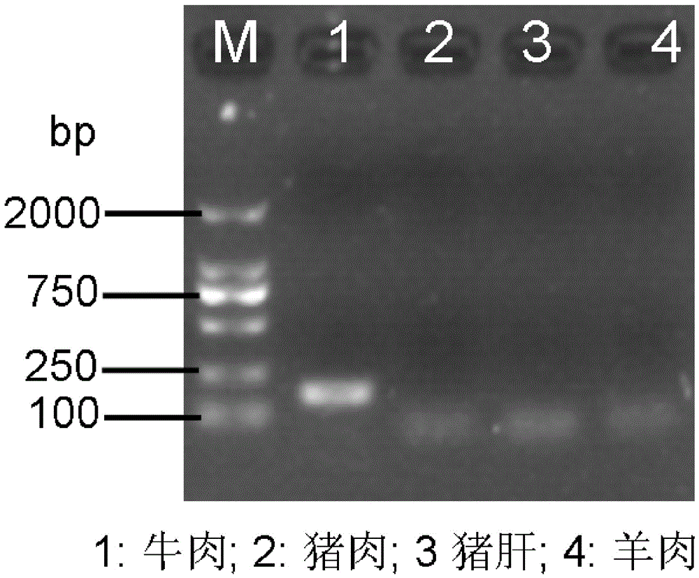 Method for identifying beef