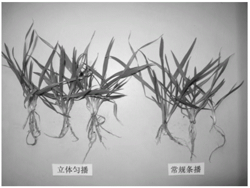 Method for three-dimensional and uniformly sowing wheat