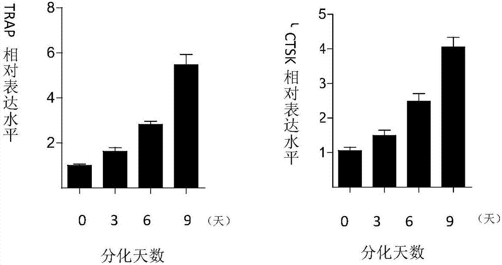 Application of miR-141 in preparing of anti-osteoporosis and bone-resorption-inhibiting preparations