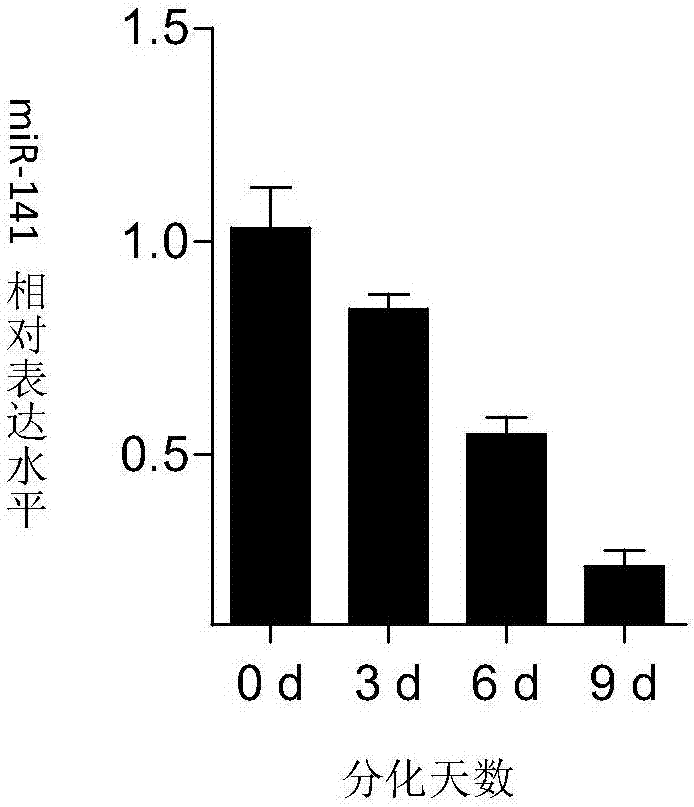 Application of miR-141 in preparing of anti-osteoporosis and bone-resorption-inhibiting preparations