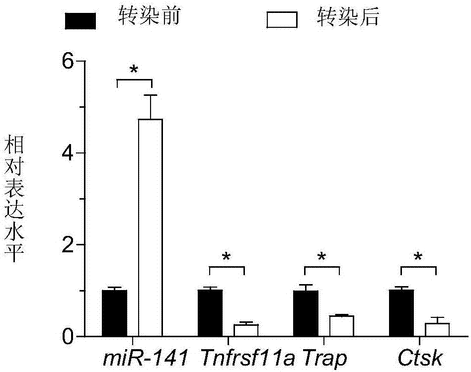 Application of miR-141 in preparing of anti-osteoporosis and bone-resorption-inhibiting preparations