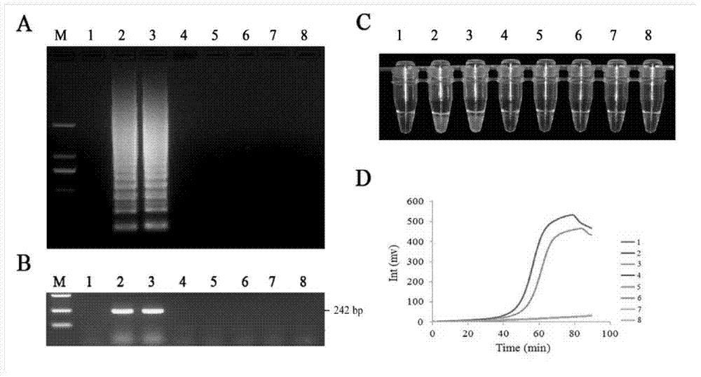 Quantitative detection method for FOC race 4 from soil