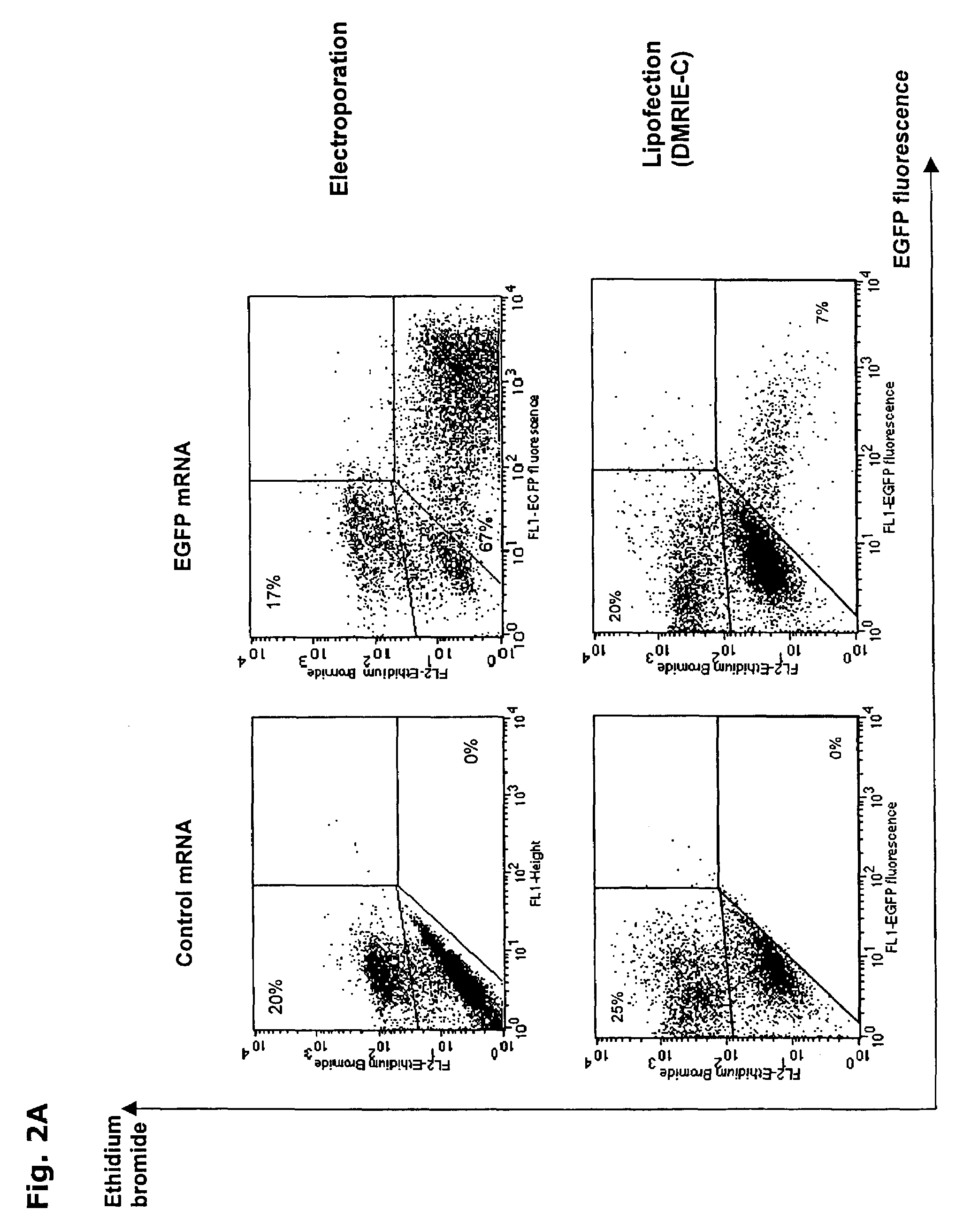 Transfection of eukaryontic cells with linear polynucleotides by electroporation