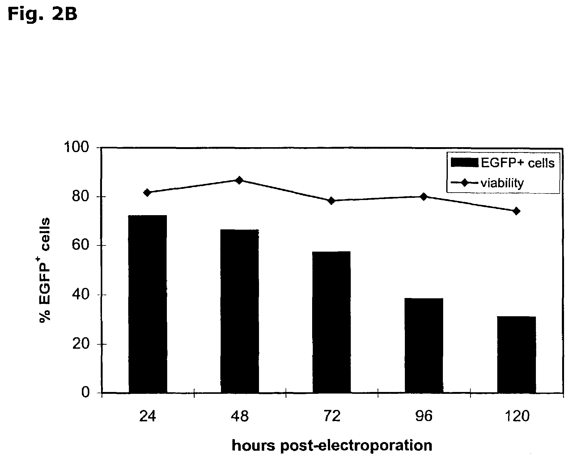 Transfection of eukaryontic cells with linear polynucleotides by electroporation