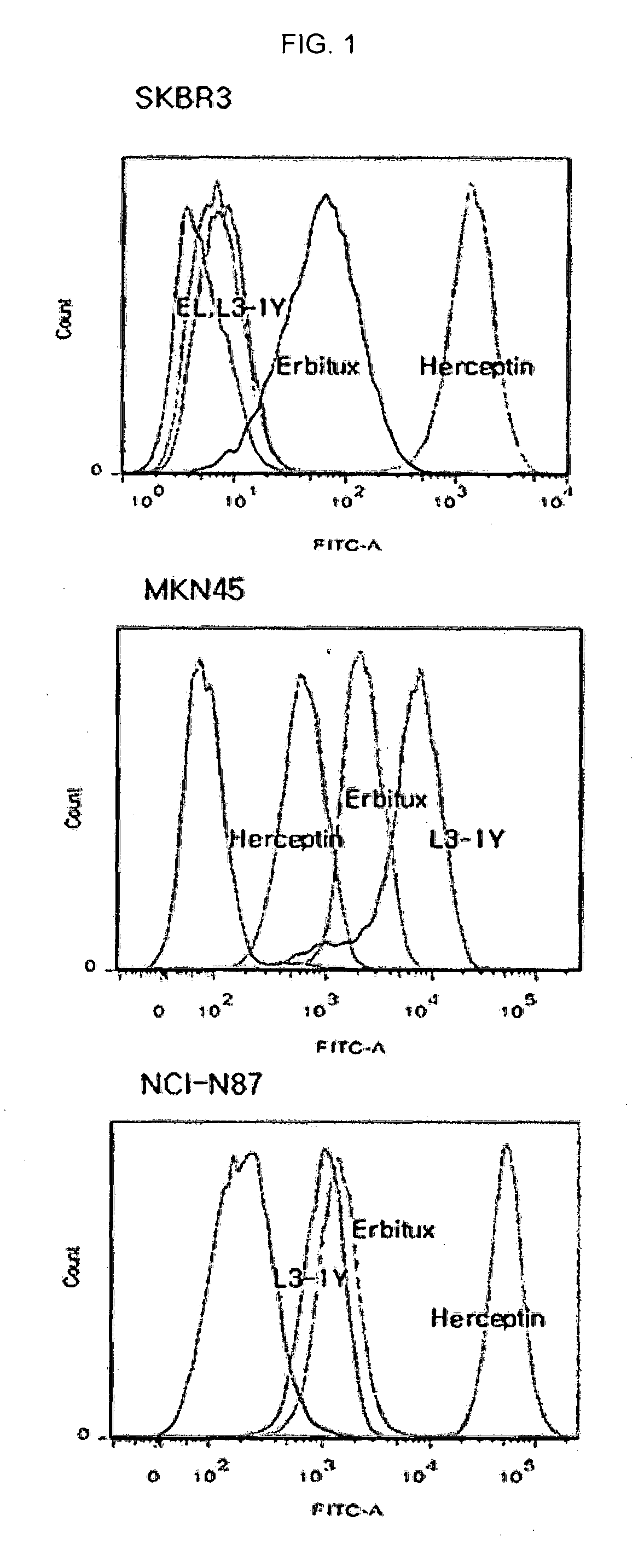 Composition for combination therapy comprising Anti-her2 antibody and Anti-c-met antibody