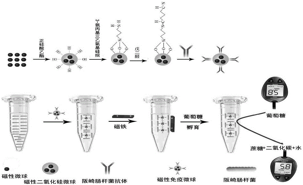 Method for rapidly detecting cronobacter sakazakii on basis of PGM and magnetic nano-microspheres