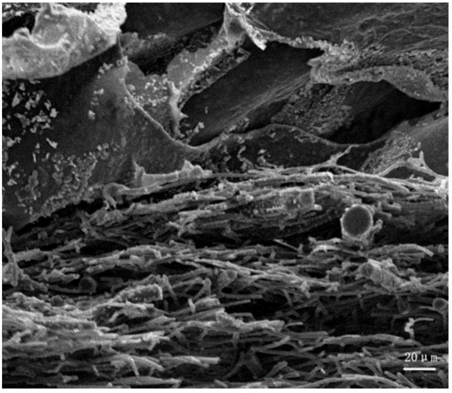 Bladder acellular matrix-cell-three-dimensional fiber network based bionic tissue and preparation method thereof