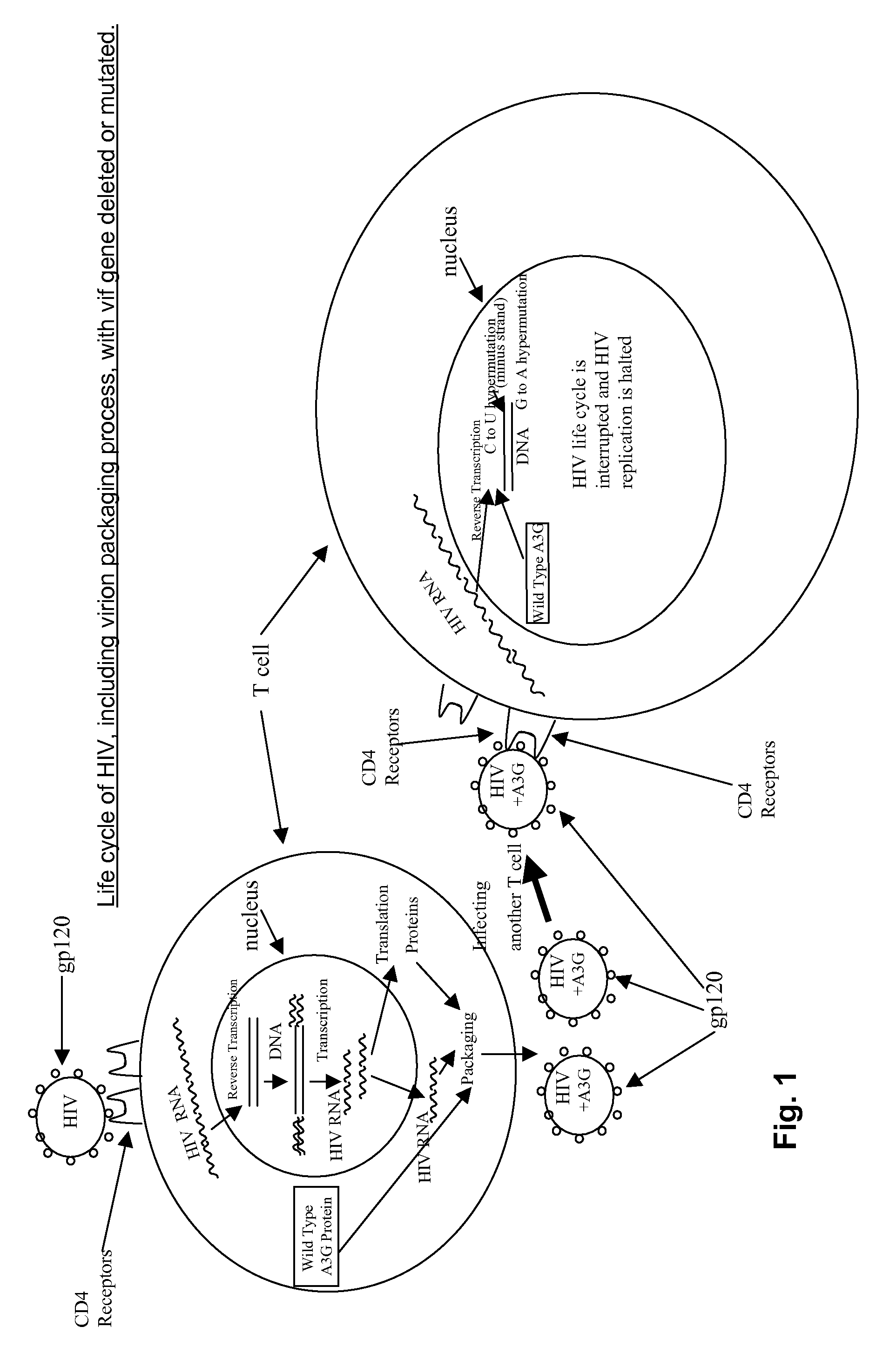 Recombinant vector and use in gene therapy