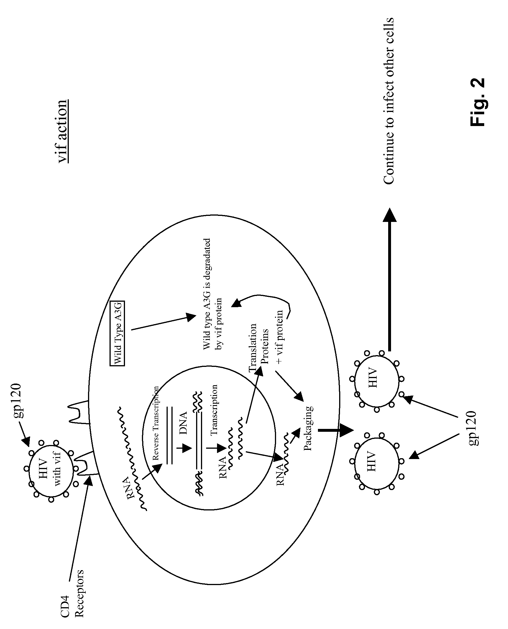 Recombinant vector and use in gene therapy