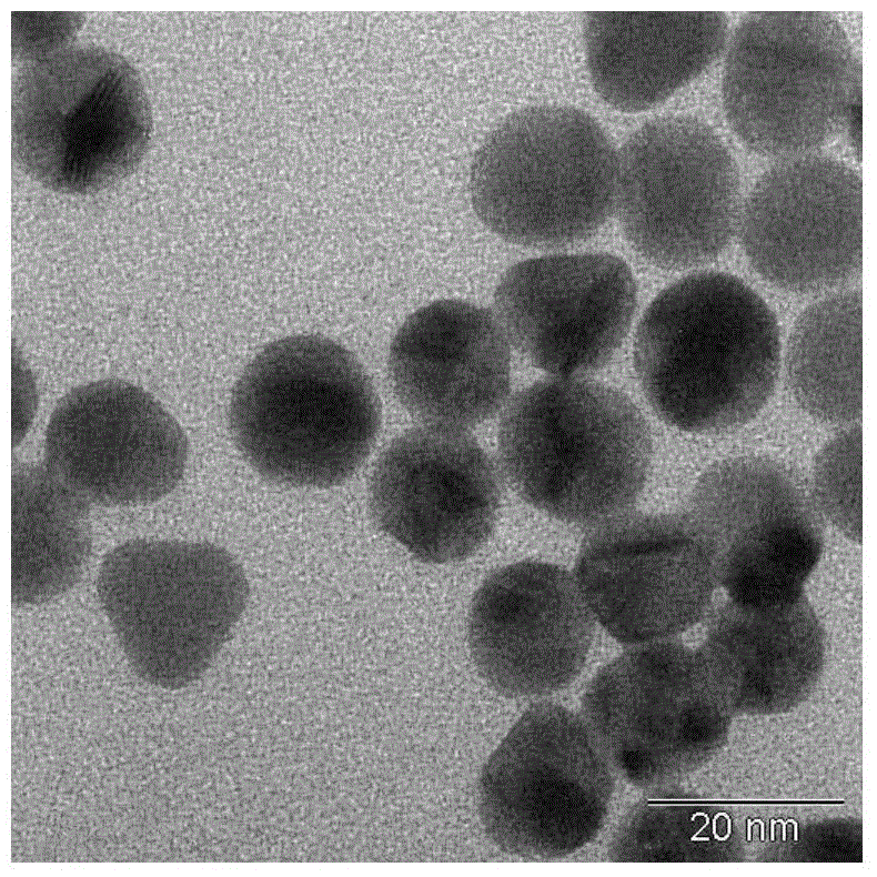 Site rapid bacterium visual detection method and site rapid bacterium visual detection kit