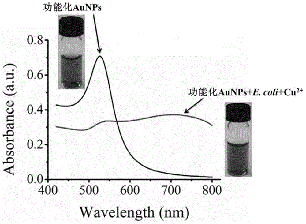 Site rapid bacterium visual detection method and site rapid bacterium visual detection kit