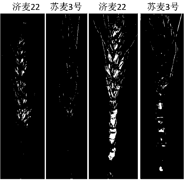 Wheat scab resistance identification method