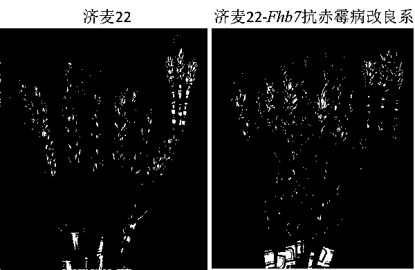 Wheat scab resistance identification method