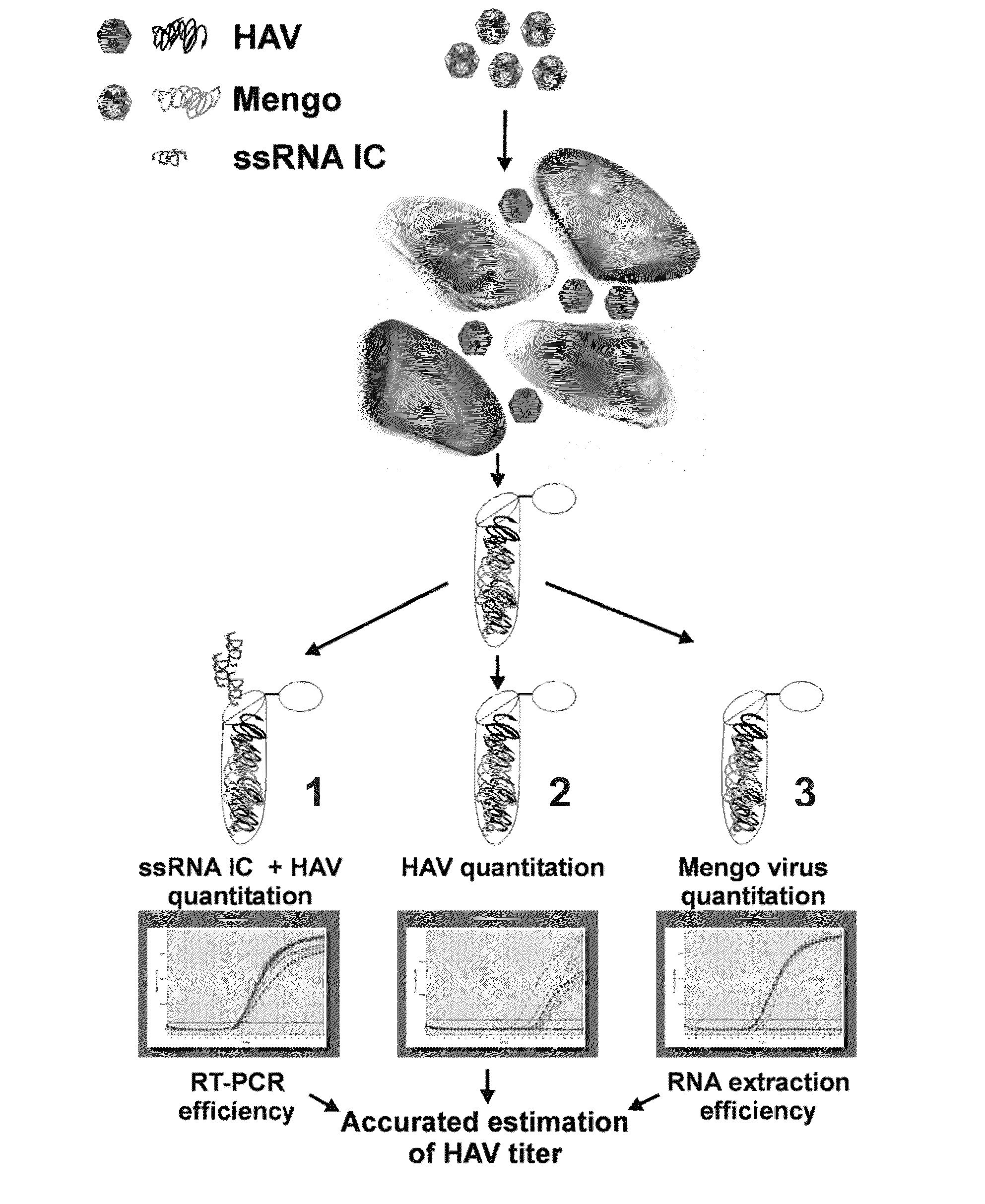 Control for virus detection assays based on reverse-transcription polymerase chain reaction