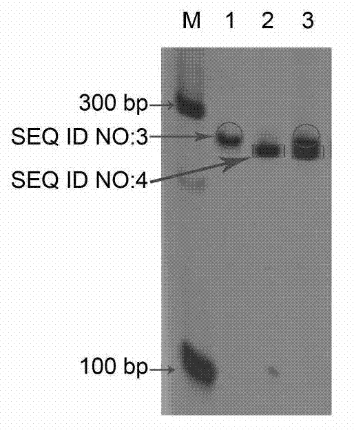 Primers and method for purity identification of hybrid seeds of Chinese pumpkin 'Guangmi NO.1'