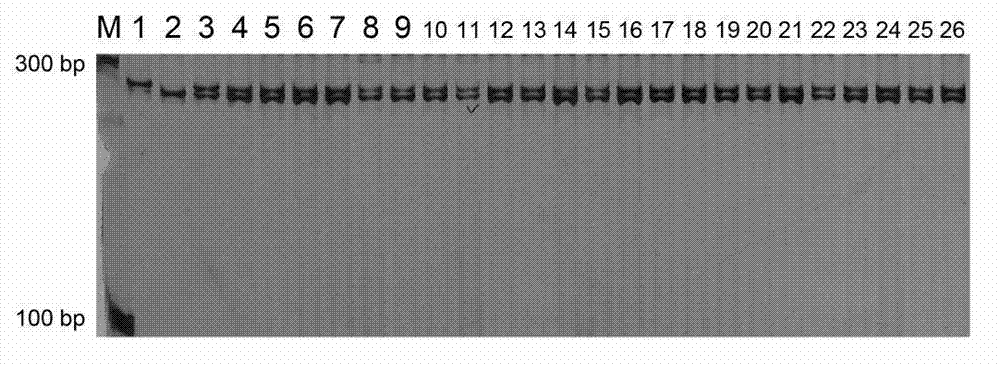 Primers and method for purity identification of hybrid seeds of Chinese pumpkin 'Guangmi NO.1'